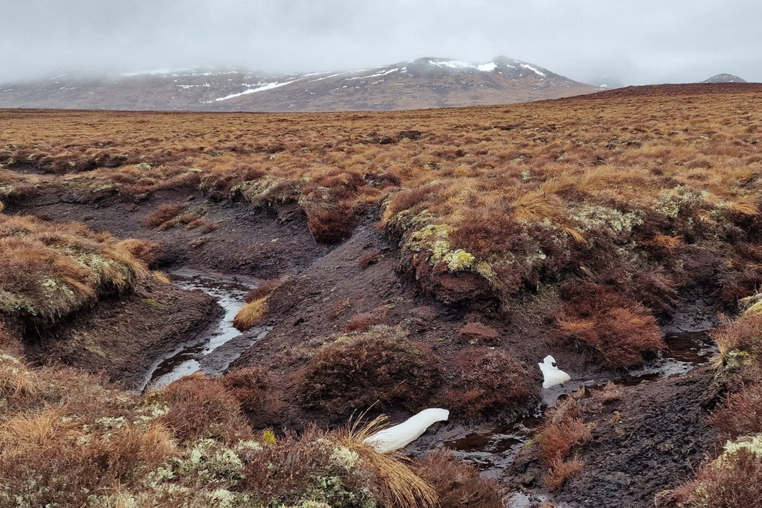 WHY DON'T WE USE PEAT TO FLAVOUR OUR WHISKY?