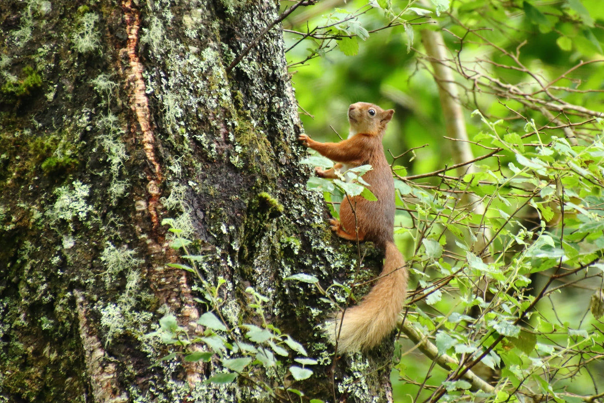 WILDLIFE ON THE MORVERN PENINSULA