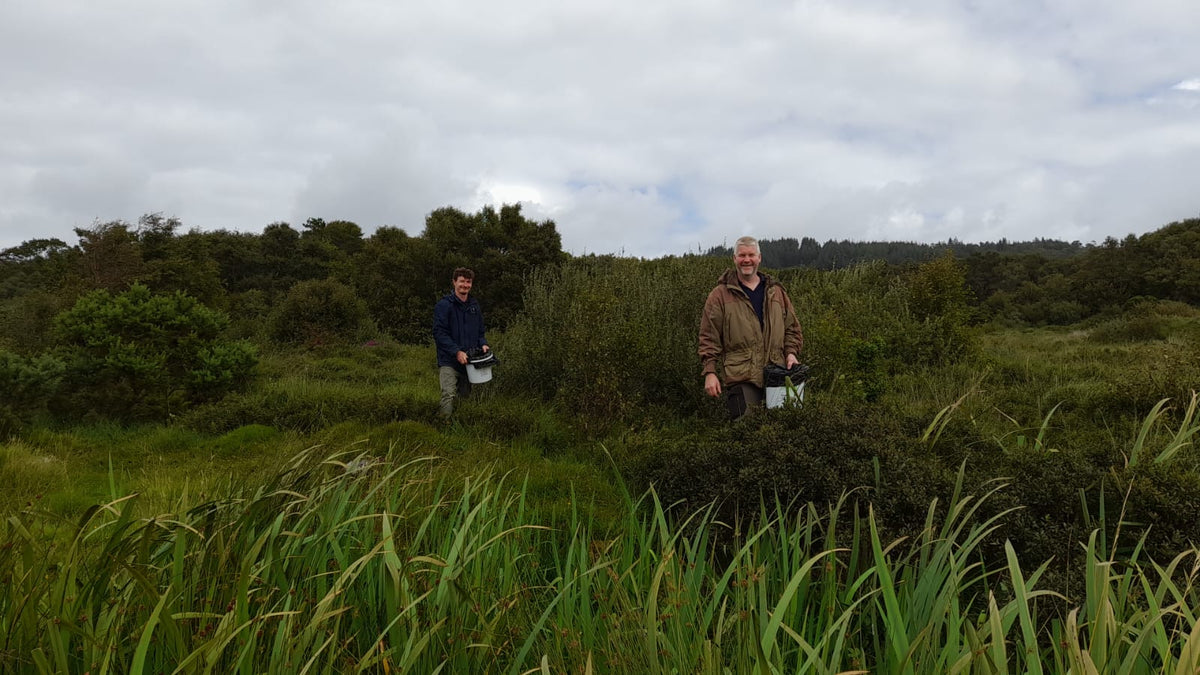 WHAT IS BOG MYRTLE?