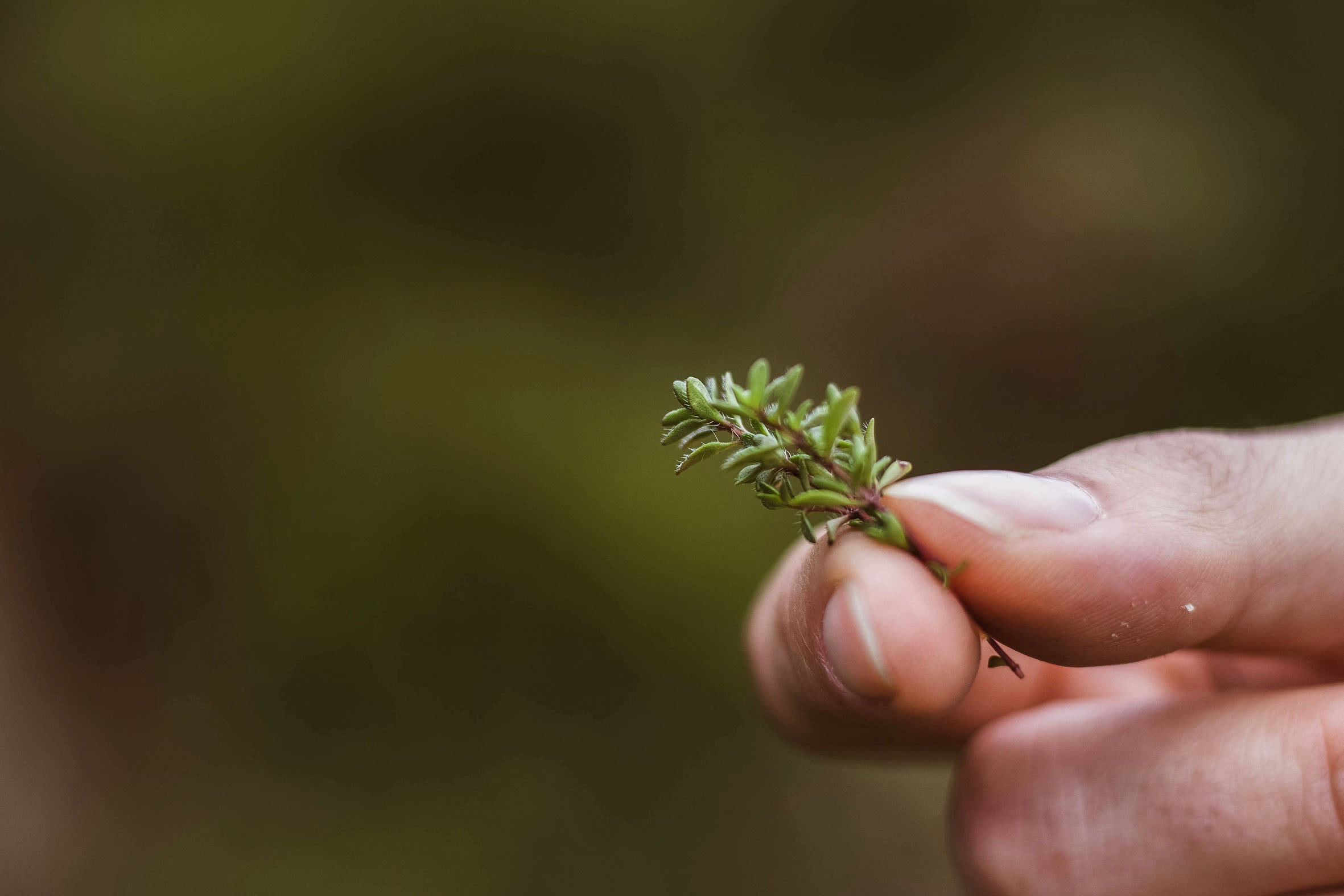 Foraging sustainably 
