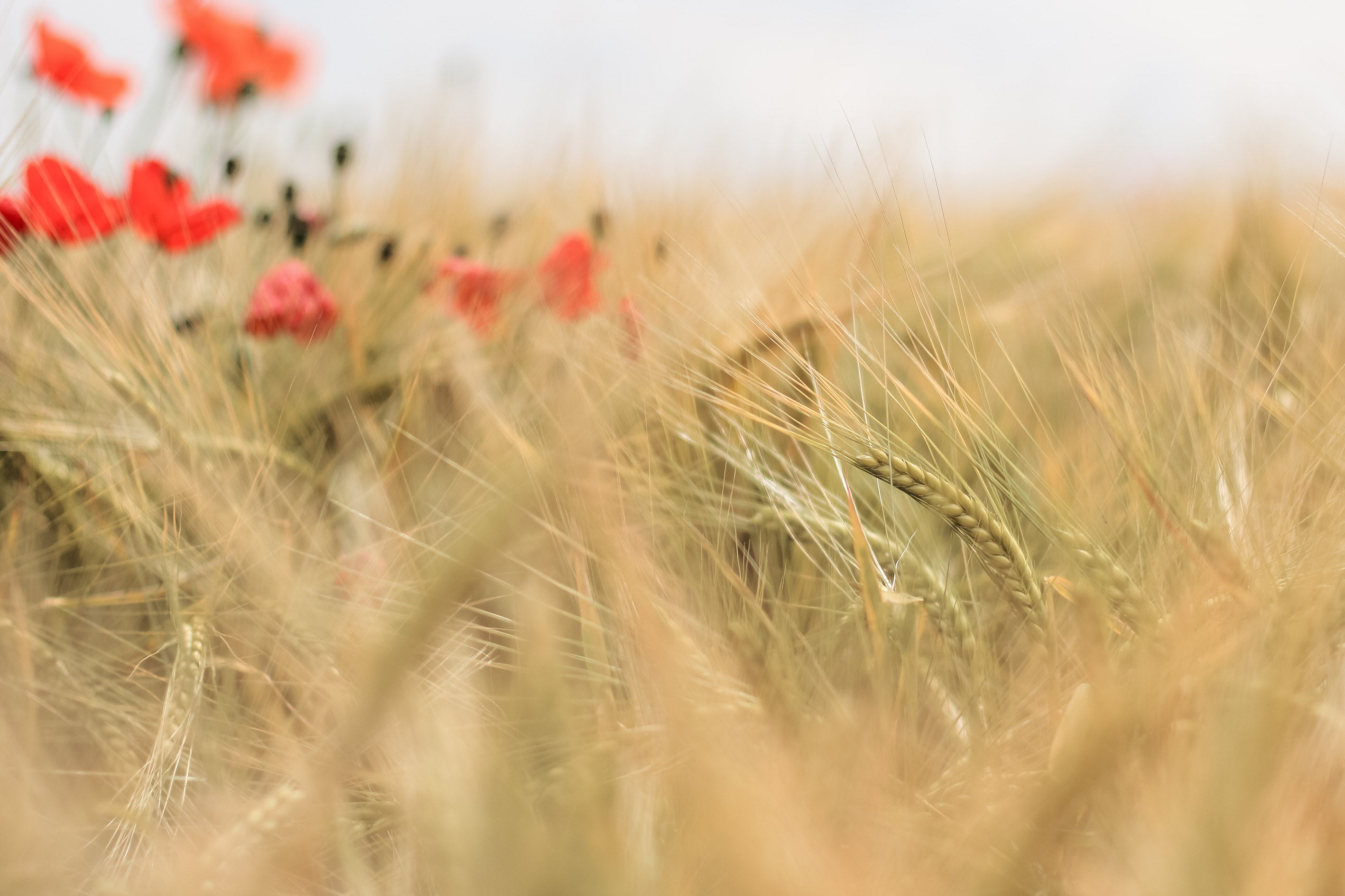 Sustainability in spirits